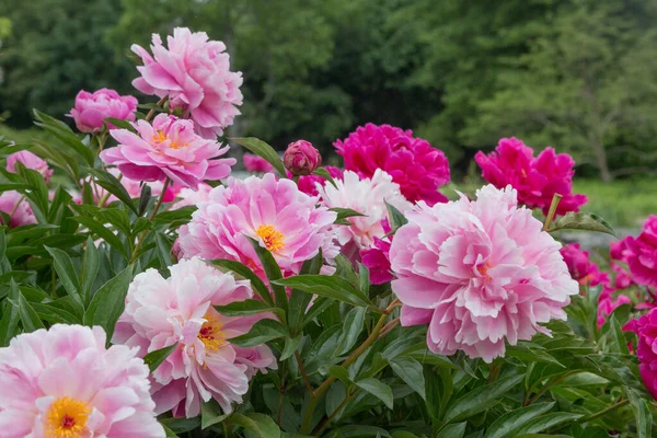 Pink Peony Flowers Full Bloom City Park Westpark Munich Blurry — Stock Photo, Image