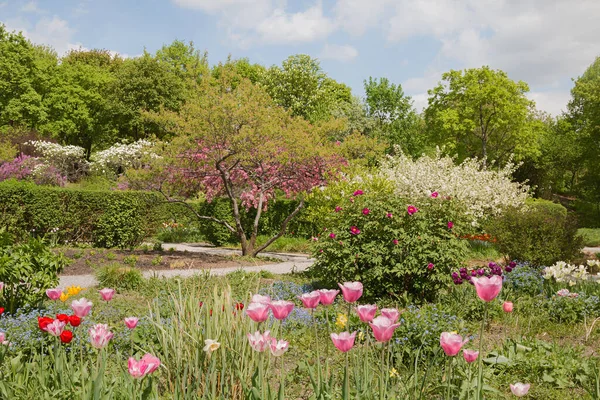 Prachtig Stadspark Westpark Munitie Lente Roze Tulp Bloemen Bloeiende Krab — Stockfoto
