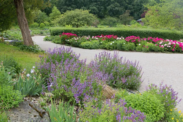 Chodník Westparku Mnichov Záhon Pivoňkových Květin Kvetoucí Salvia Park Krajina — Stock fotografie