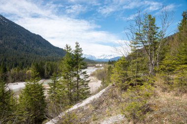 Yukarı Isar nehri, vahşi doğa güney bavyera, yeşil köknar ağaçları