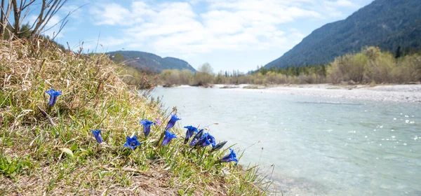 伊萨克河上游河岸一群蓝精灵 春天的巴伐利亚风景 — 图库照片