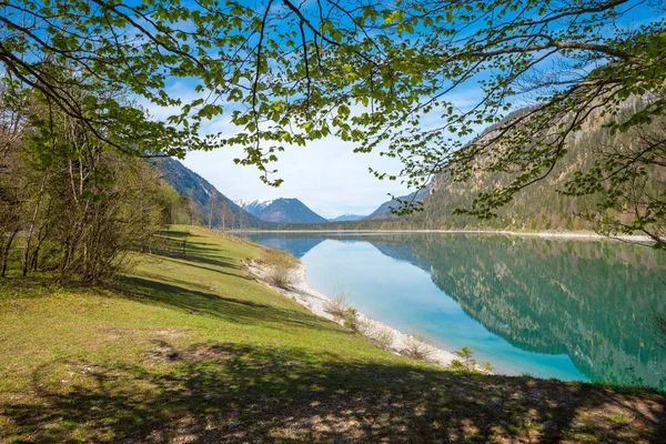 Traumhafte Frühlingslandschaft Badesee Sylvenstein Buchenzweige Berge Die Sich Wasser Spiegeln — Stockfoto