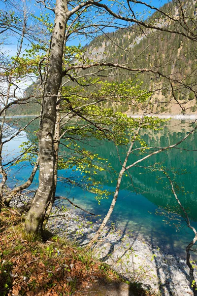 Εκκολαπτόμενη Οξιά Στην Όχθη Της Τυρκουάζ Λίμνης Sylvenstein Πάνω Βαυαρία — Φωτογραφία Αρχείου