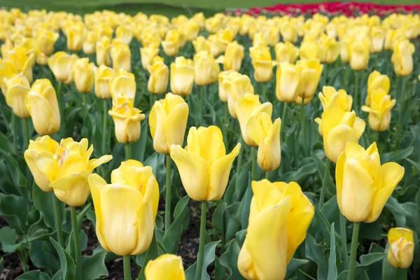 Квіткова Клумба Великою Кількістю Жовтих Тюльпанів Рядах Вибірковий Фокус — стокове фото