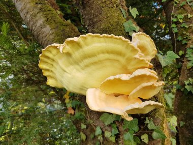 Doğal yetişmiş ağaç mantarı ve sarmaşık yaprakları yosun ve sülfür raf desteğiyle bir sapta.