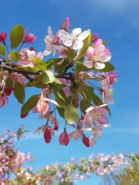 Belo Ramo Maçã Florescendo Com Flores Rosa Branco Primavera — Fotografia de Stock