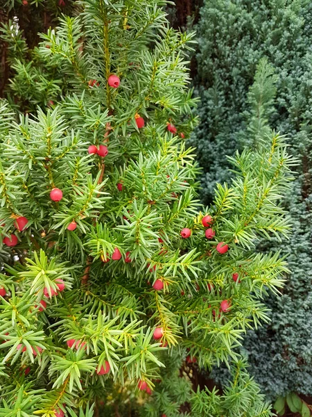 Eibenzweig Mit Roten Giftigen Beeren — Stockfoto