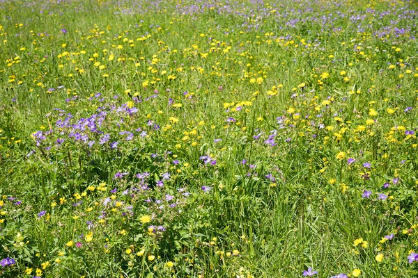 Green Wildflower Meadow Purple Cranesbill Yellow Crowfoot Flowers — Stock Photo, Image