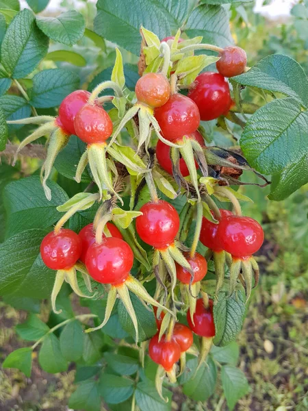 Arbusto Con Muchas Rosas Maduras Hojas Verdes Jardín — Foto de Stock