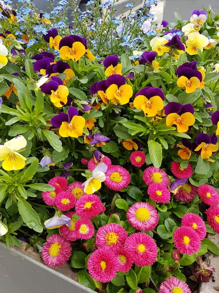 Closeup Colorful Pansy Flowers Red Daisies Flowerpot — Stock Photo, Image