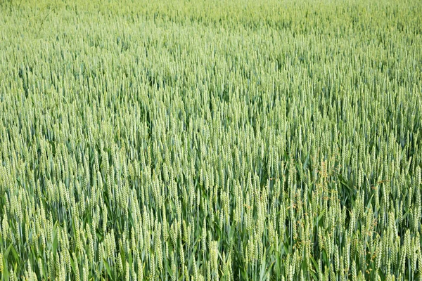 Выращивание Пшеницы Зелеными Ушами Сельскохозяйственный Фон — стоковое фото