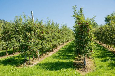 Olgun meyveli genç elma ağaçları ekimi, hasat zamanı.