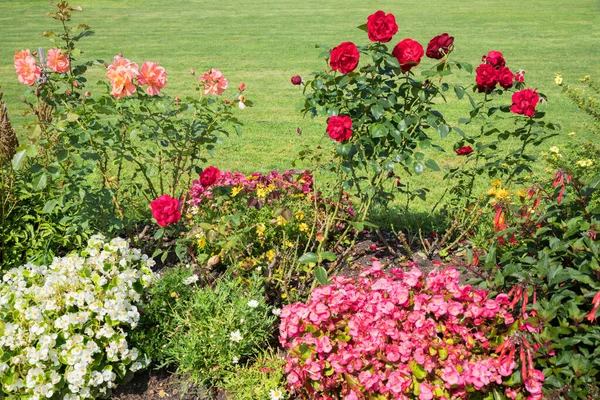 公園の緑の芝生に対して赤とオレンジのバラ 白とピンクのベゴニアと花壇 — ストック写真