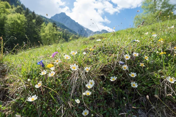 Alpine flora, ranunculus alpestris dağ manzarası Karwendel, baharda üst bavyera