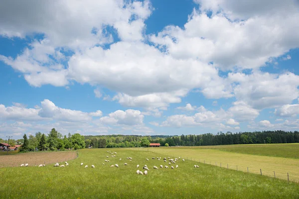 Pasto Verde Com Pastagem Rebanho Ovelhas Céu Azul Com Nuvens — Fotografia de Stock
