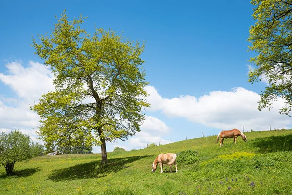 Two Brown Horses Grazing Lush Green Hilly Pasture Sunny Spring — Stock Photo, Image