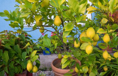 Bir sürü olgun meyvesi olan güzel narenciye bitkisi, mavi önlü Akdeniz bahçesi.