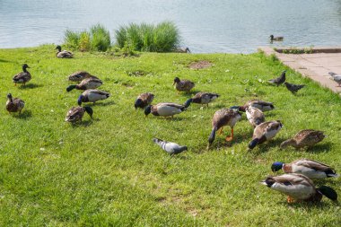 Ördekler ve güvercinler göl kenarındaki çayırlarda toplanıyor.