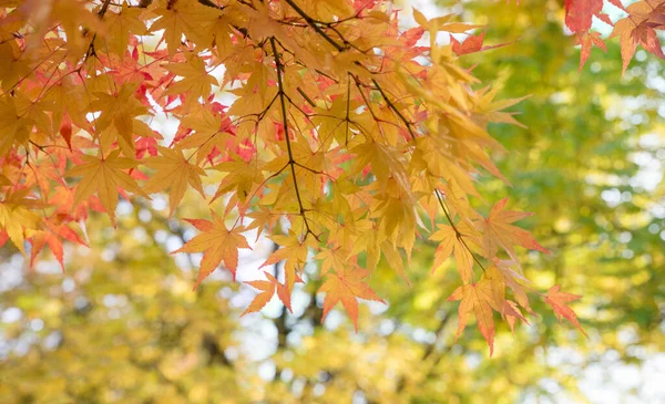 明るく光沢のある秋のカエデの葉フレアで背景がぼやけています 暖かい色で — ストック写真