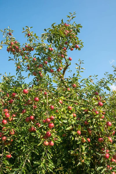 Elma ağacı ve bir sürü olgun kırmızı elma, ön bahçe. mavi gökyüzü dikey
