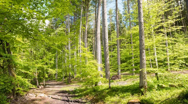 Grüner Buchenwald Mit Fußweg Frühling Landschaft Bayern Bei Thanning — Stockfoto