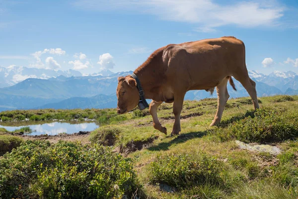 Brązowa Krowa Mleczna Przeciwko Pasmom Górskim Alpy Berneńskie Pastwiska Alpejskie — Zdjęcie stockowe