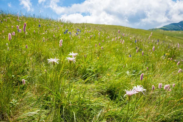Beautiful Meadow Rarely Wildflowers Monte Baldo Mountain —  Fotos de Stock