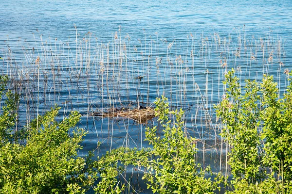Black Coot Nest Lake Shore Green Branches — Foto Stock