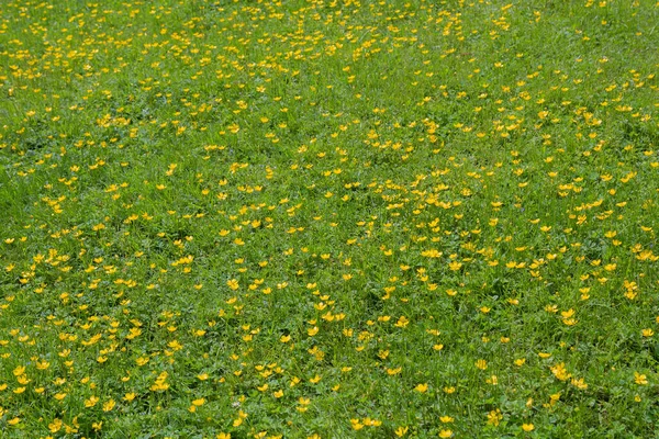 Prado Verde Com Muitas Flores Buttercup Amarelo Fundo Natural — Fotografia de Stock