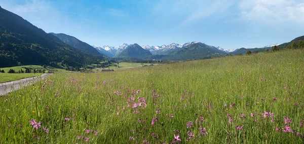Sunny Spring Landscape Allgau Alps Rubi Meadow Pink Lychnis Flowers — Stock Photo, Image