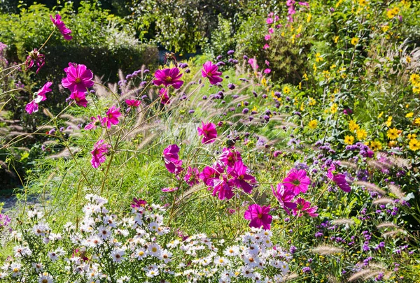Sonbahar çiçek tarhında pembe kozmetik çiçekleri ve beyaz paskalya çiçekleri, Eylülde parlak güneşli bir gün.. 