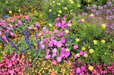 Pembe impatiens ve begonias ile güzel renkli çiçek yatağı, tagetes salvia ve sarı marguerite