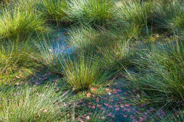 Bataklıktaki yeşil çimenler, güneşli bozkırlar