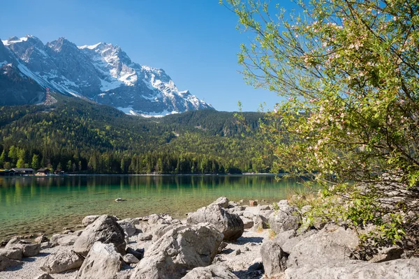 Blooming Apple Tree Rocky Lake Shore Eibsee View Famous Zugspitze — Photo