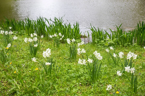 Blooming White Narcissus Flowers Lakeside Irlinger Weiher Spa Garden Bad — стоковое фото