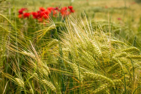 Campo Grãos Com Orelhas Cevada Algumas Flores Papoula Florescendo Tiro — Fotografia de Stock