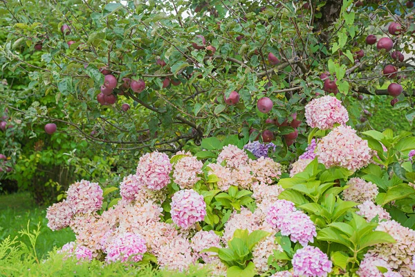 Hydrangea Bush Pink Blossoms Branches Ripe Red Apples — Photo