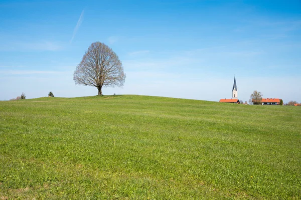 Дерево Лінден Вершині Пагорба Сільська Церква Верхній Баварський Пейзаж Блакитне — стокове фото