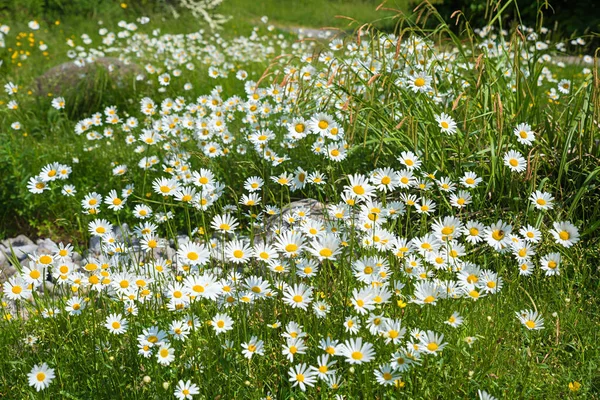 Blooming Marguerite Flowers Wildflower Meadow Planted Bees —  Fotos de Stock