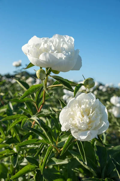 Two White Peony Blossoms Field Blue Sky Background Vertical Shot — Stok fotoğraf