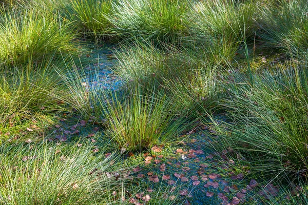Green Grass Swamp Sunny Moor Landscape — Photo