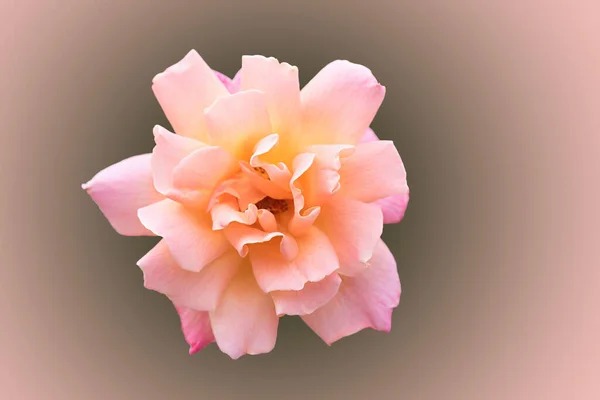 One Rose Blossom Garden Gradient Background Sympathy Design — 스톡 사진