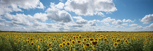 Цветущее Подсолнечное Поле Панорамный Пейзаж Сельскохозяйственный Голубое Небо Облаками — стоковое фото