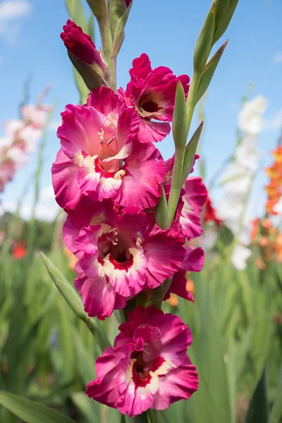 Gladiolus Flwoer Tricolor Field — Stockfoto