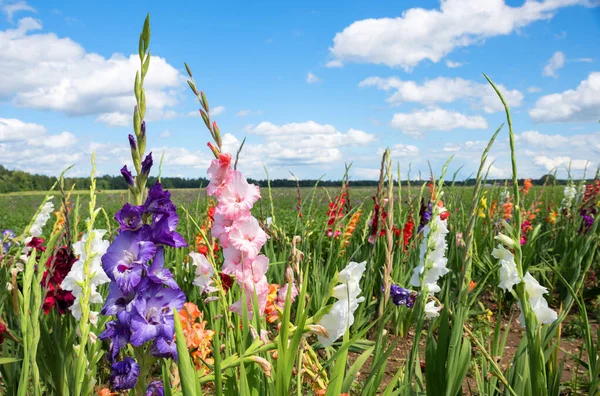 Gladiolus Field Colorful Blossoms Self Cutting Blue Sky Clouds — Zdjęcie stockowe