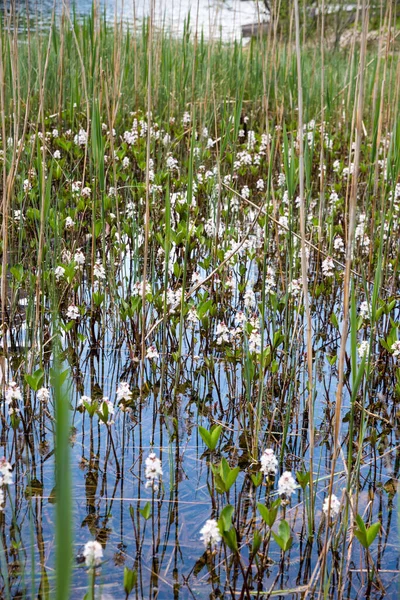 Blooming Marsh Clover Lake Side Lautersee Bavaria — Stockfoto