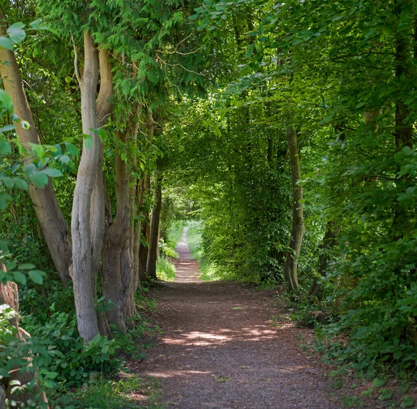 Voetpad Door Groene Steeg Met Thuja Beukenbomen — Stockfoto