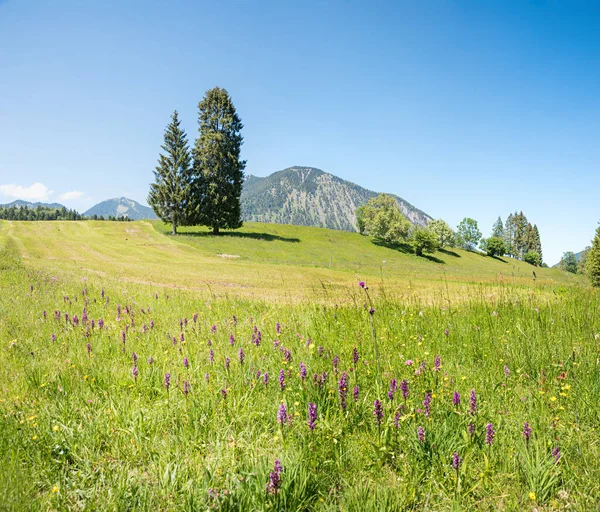 Łąka Mnóstwem Kwitnących Storczyków Bagiennych Półwysep Zwergern Walchensee Górny Bawarski — Zdjęcie stockowe