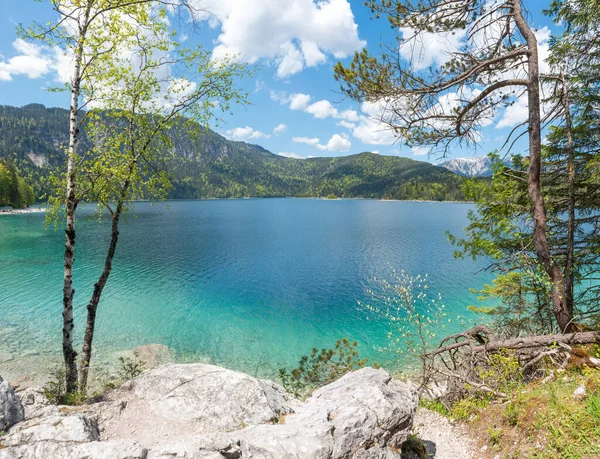 芽吹く白樺の木と牧歌的な湖Eibsee 春の風景上のババリア — ストック写真