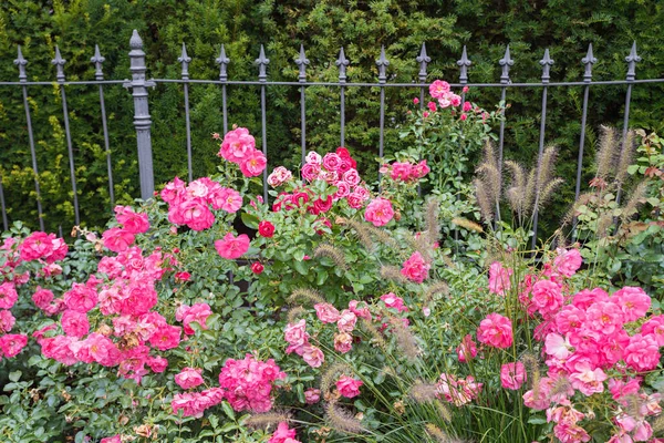 鉄の柵と緑のヘッジ夏の花の前でピンクのバラの茂みを咲かせ — ストック写真